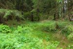 2014-07-05_Laengental-N-Hochweg (956). JPG